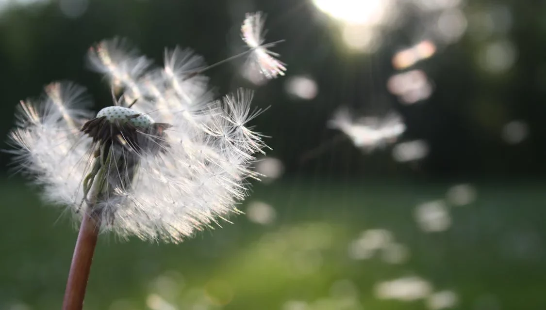 allergie au pollen