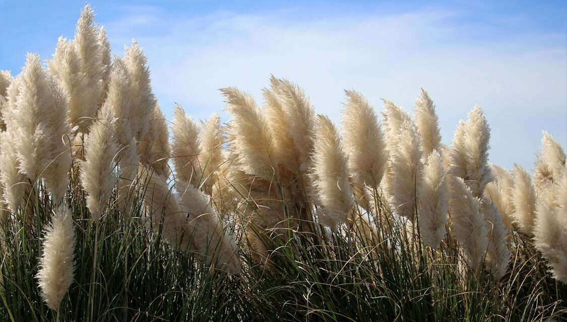 herbe de la pampa