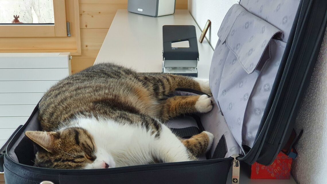 voyager avec son animal