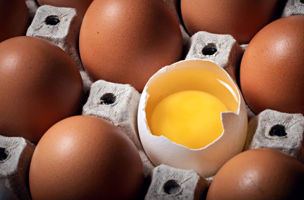 oeuf PFAS
